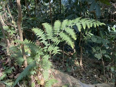 Microlepia speluncae