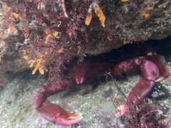 Taliepus nuttallii