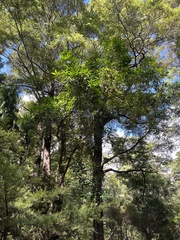 Nestegis cunninghamii