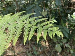 Microlepia speluncae