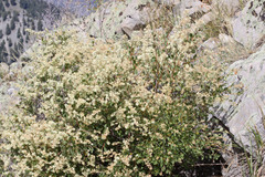 Holodiscus discolor discolor