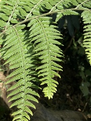 Microlepia speluncae