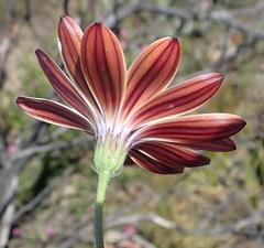 Dimorphotheca montana