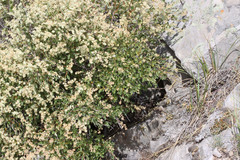 Holodiscus discolor discolor