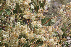 Holodiscus discolor discolor