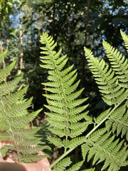 Microlepia speluncae