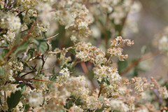 Holodiscus discolor discolor