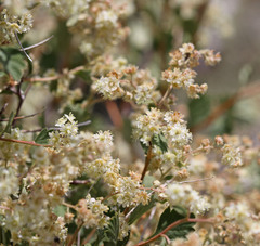 Holodiscus discolor discolor