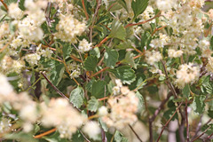 Holodiscus discolor discolor