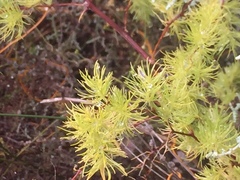Asparagus rubicundus