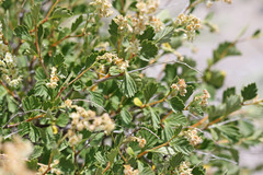 Holodiscus discolor discolor