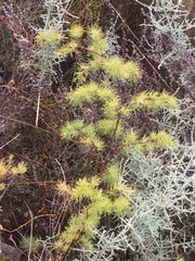 Asparagus rubicundus