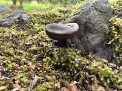 Tylopilus formosus