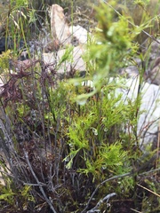 Elegia microcarpa
