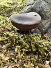 Tylopilus formosus