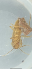 Nocticolidae