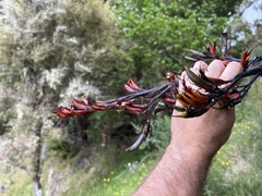 Phormium cookianum