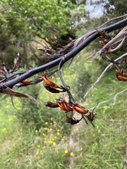 Phormium cookianum