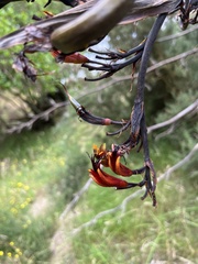 Phormium cookianum