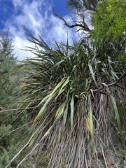 Phormium cookianum
