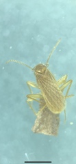Nocticolidae