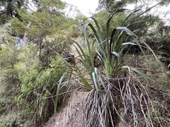 Phormium cookianum
