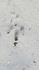 Dasypus novemcinctus