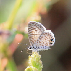 Leptotes cassius cassidula