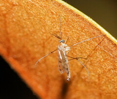 Keroplatidae