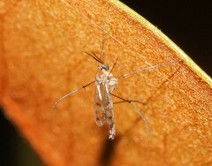 Keroplatidae