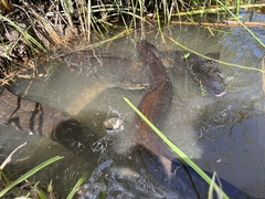 Anguilla dieffenbachii