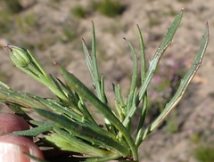 Dimorphotheca montana