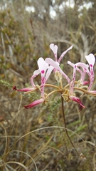 Pelargonium ternifolium