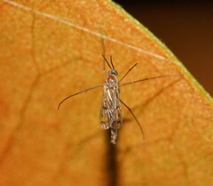 Keroplatidae
