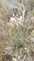 Pelargonium ternifolium