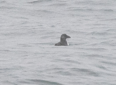 Fratercula corniculata