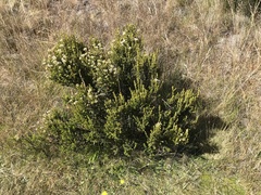 Ozothamnus leptophyllus
