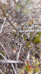 Pelargonium ternifolium