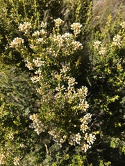 Ozothamnus leptophyllus