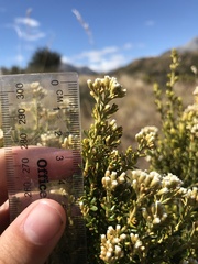 Ozothamnus leptophyllus