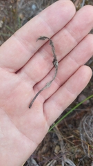Pelargonium ternifolium