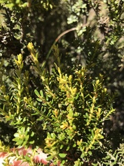 Ozothamnus leptophyllus