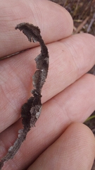 Pelargonium ternifolium