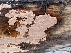 Corticium roseum