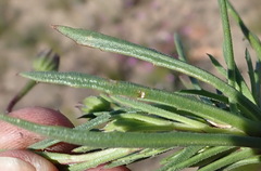 Dimorphotheca montana