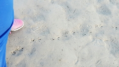 Dasypus novemcinctus
