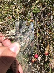 Acrothamnus colensoi