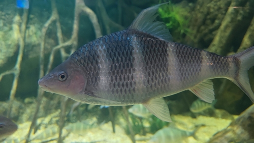 Iridescent barb (Acrossocheilus iridescens) — Cyprinidae — 2