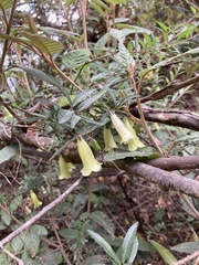 Billardiera macrantha