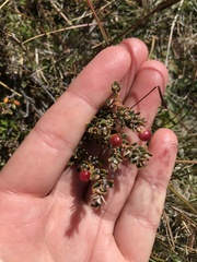 Acrothamnus colensoi